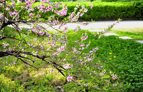 永勝縣梁官鎮(zhèn)中學