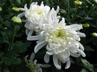 現(xiàn)代殯儀技術(shù)與管理專(zhuān)業(yè)就業(yè)前景