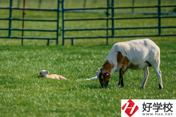 張家界旅游學(xué)校的優(yōu)勢在哪里？