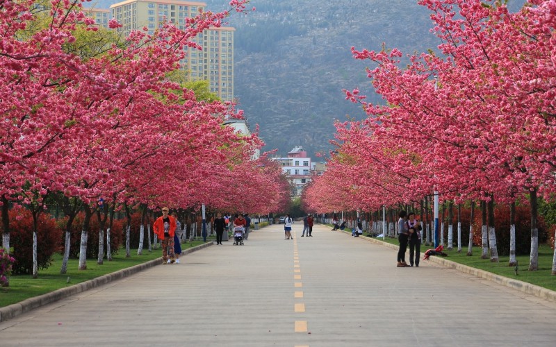 2024年益陽市揚(yáng)帆育才職業(yè)學(xué)校有哪些專業(yè)