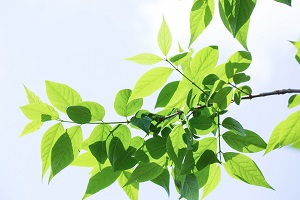 沒(méi)有復(fù)習(xí)計(jì)劃