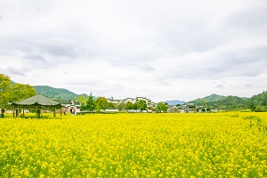 如何克服備考專(zhuān)升本中的拖延癥 如何克服備考專(zhuān)升本中的拖延癥