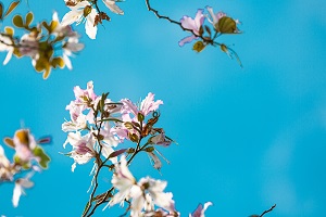 怎么購(gòu)買(mǎi)專(zhuān)升本的教材 怎么購(gòu)買(mǎi)專(zhuān)升本的教材