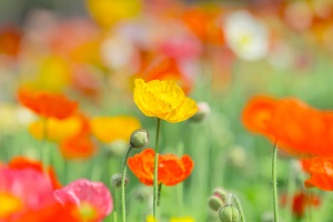 專升本擴(kuò)招會(huì)不會(huì)降低分?jǐn)?shù)線 專升本擴(kuò)招會(huì)不會(huì)降低分?jǐn)?shù)線