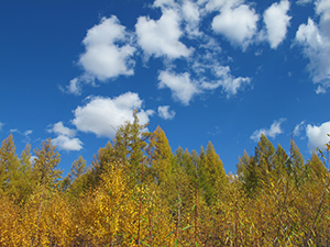 構(gòu)建知識(shí)框架 構(gòu)建知識(shí)框架