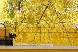 統(tǒng)招專升本考試有?？紗?？ 