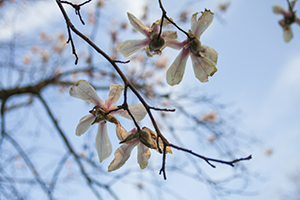 成人高考專升本 成人高考專升本