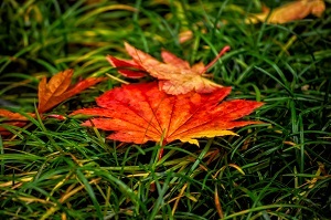 專升本能不能跨專業(yè)報(bào)考？