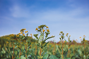 宣泄感情 宣泄感情