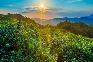 國(guó)家開放大學(xué)