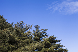 盲目學(xué)習(xí) 盲目學(xué)習(xí)