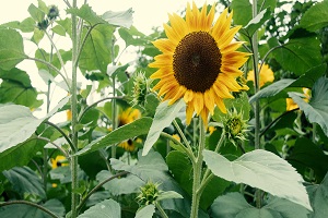 什么時候備考最合適 什么時候備考最合適